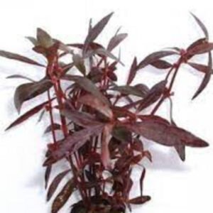 Red Ponnaganni Keerai