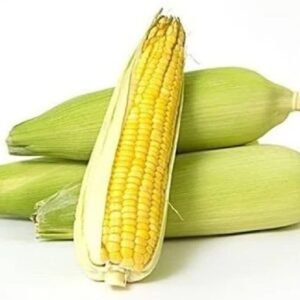 Sweet Corn